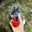 A Grade Godzilla Red Head Kirin Oranda Male 6-6.5 inches #031326OR_04