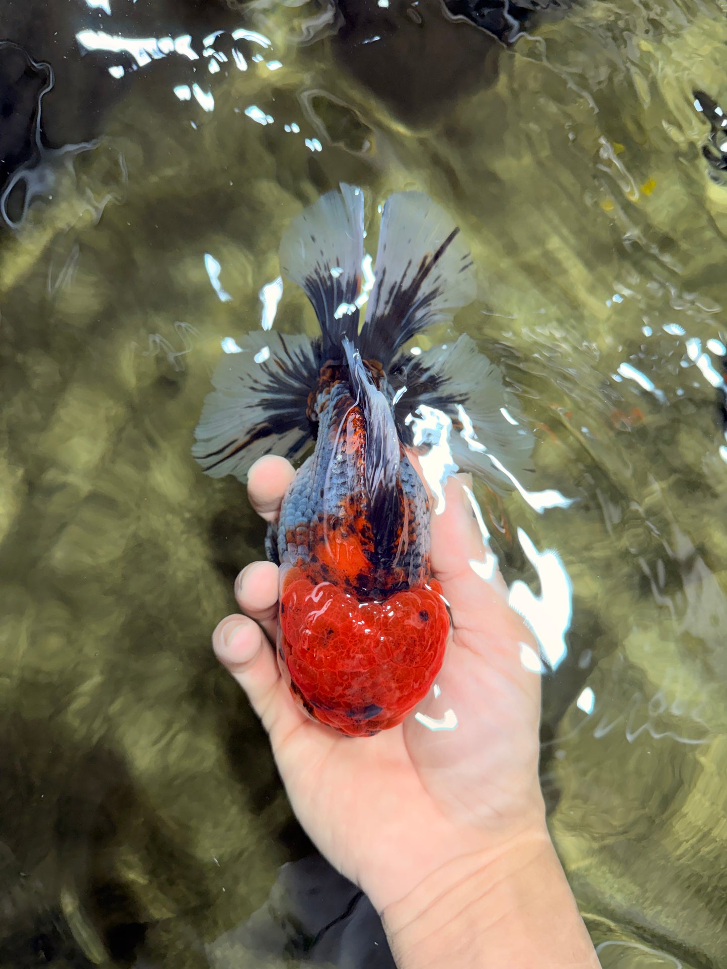A Grade Godzilla Red Head Kirin Oranda Male 6-6.5 inches #031326OR_04