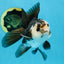 A Grade Panda Oranda Male 5 inches #100325OR_22