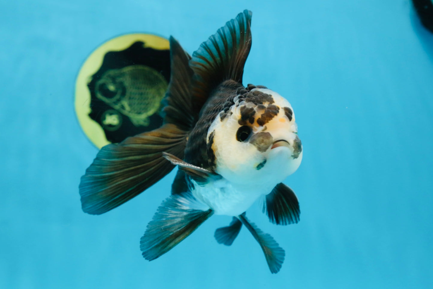 A Grade Panda Oranda Male 5 inches #100325OR_22