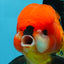 A Grade SUPER CUTE Apache Oranda Male 5.5 inches #072525OR_11