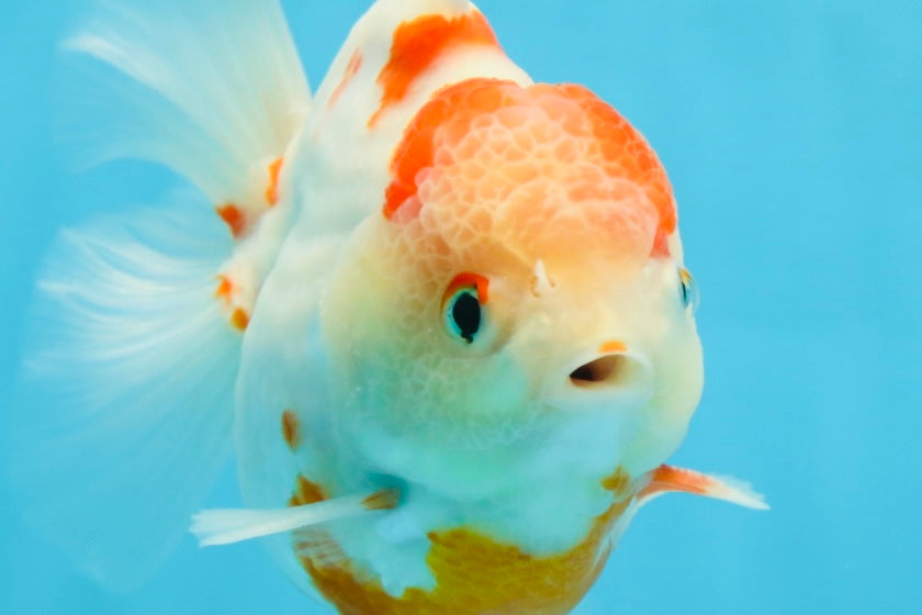 AAA Grade Sakura Kohaku Yuanbao Male 4.5 inches #101025YB_30