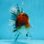 A Grade CHUBBY Calico Kirin Oranda Male 5.5  inches #091225OR_10
