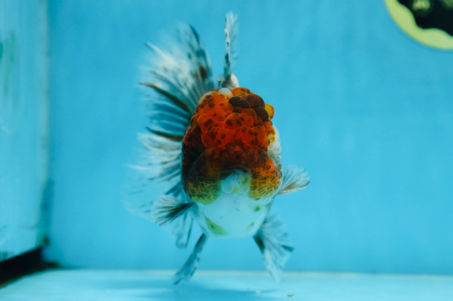 A Grade CHUBBY Calico Kirin Oranda Male 5.5  inches #091225OR_10