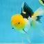A Grade Panda Oranda Female 5.5-6 inches #082925OR_09