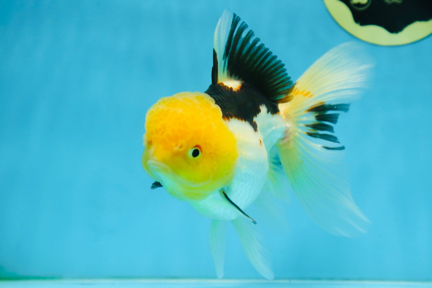 A Grade Panda Oranda Female 5.5-6 inches #082925OR_09