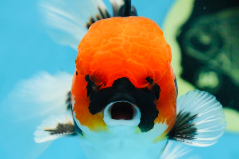 AAA Grade Tricolor Button Eyes Oranda Male 5 inches #080825OR_04