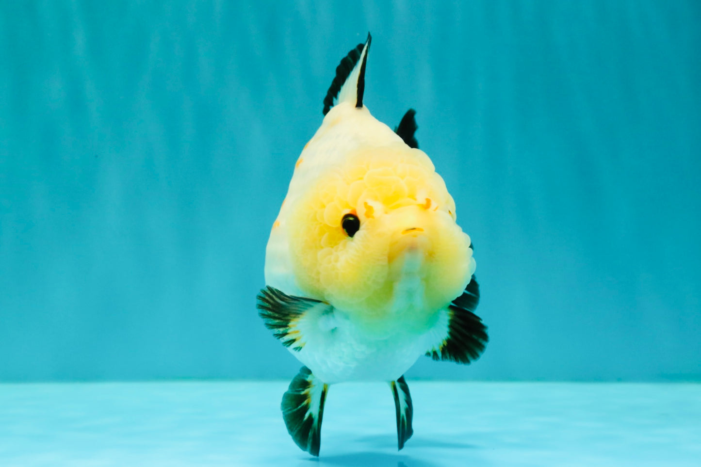 AAA Grade White Button Eyes Yuanbao Female 5.5 inches #062626YB_13