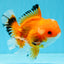 A Grade Red White Oranda Male 5.5 inches #040326OR_12