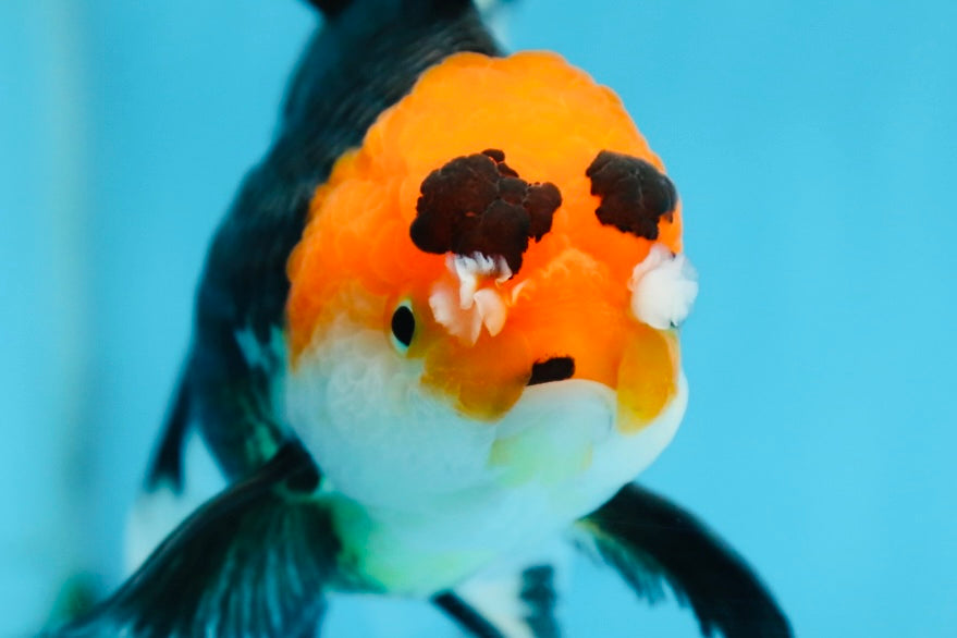 A Grade Tricolor Oranda Female 6.5 inches #090525OR_19