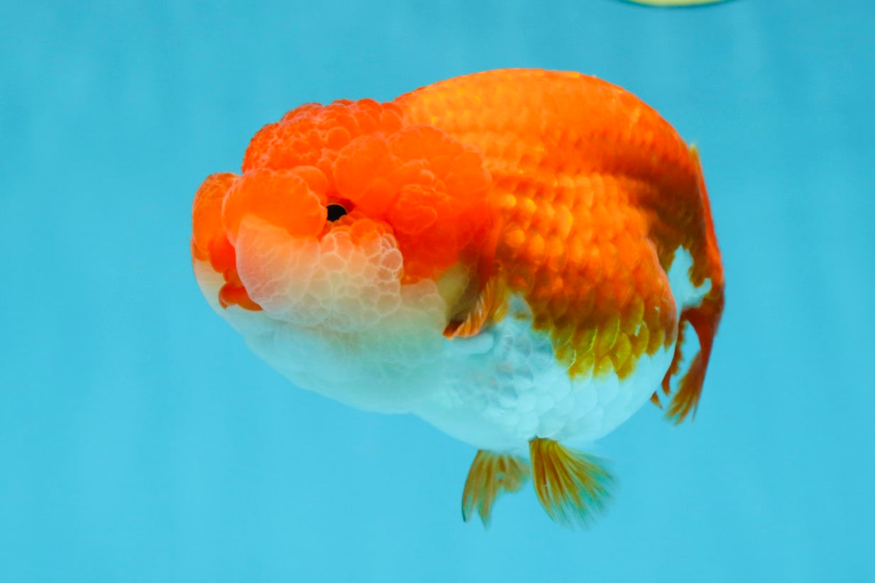 AAA Grade Red White LionQueen 4-4.5 inches #042525LC_14