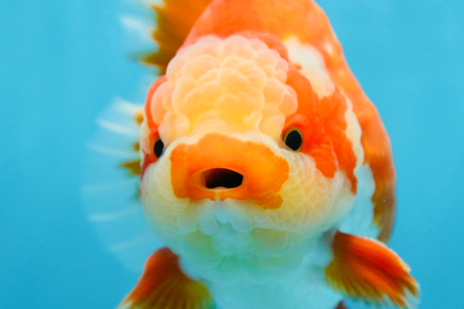 AAA Grade PULLDOG Godzilla Red White Yuanbao 5-5.5 inches #080825YB_25