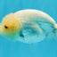 SUPER CUTE A Grade White LionQueen Female 4.5 inches #041026LC_17