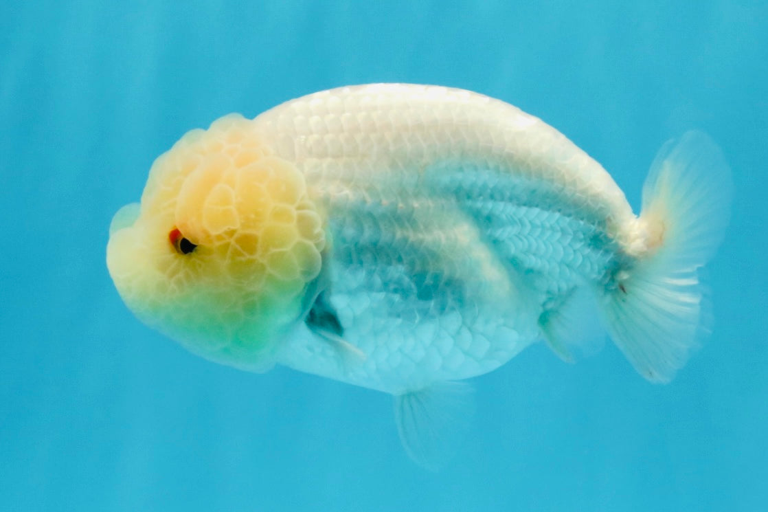 SUPER CUTE A Grade White LionQueen Female 4.5 inches #041026LC_17