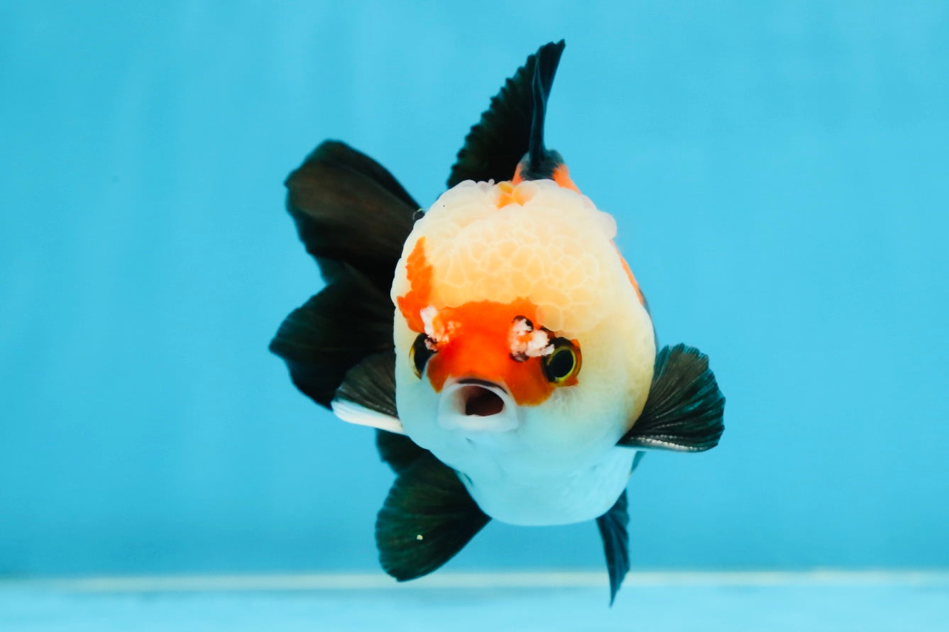 A Grade Adorable Pompom Tricolor Yuanbao Male 4-4.5 inches #071125YB_19