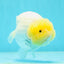 🍋 Baby Lemonhead Lionchu Female 4.5 inches #0412LC_04