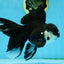 A Grade Fluffy Tail Panda Oranda Male 6 inches #011725OR_02