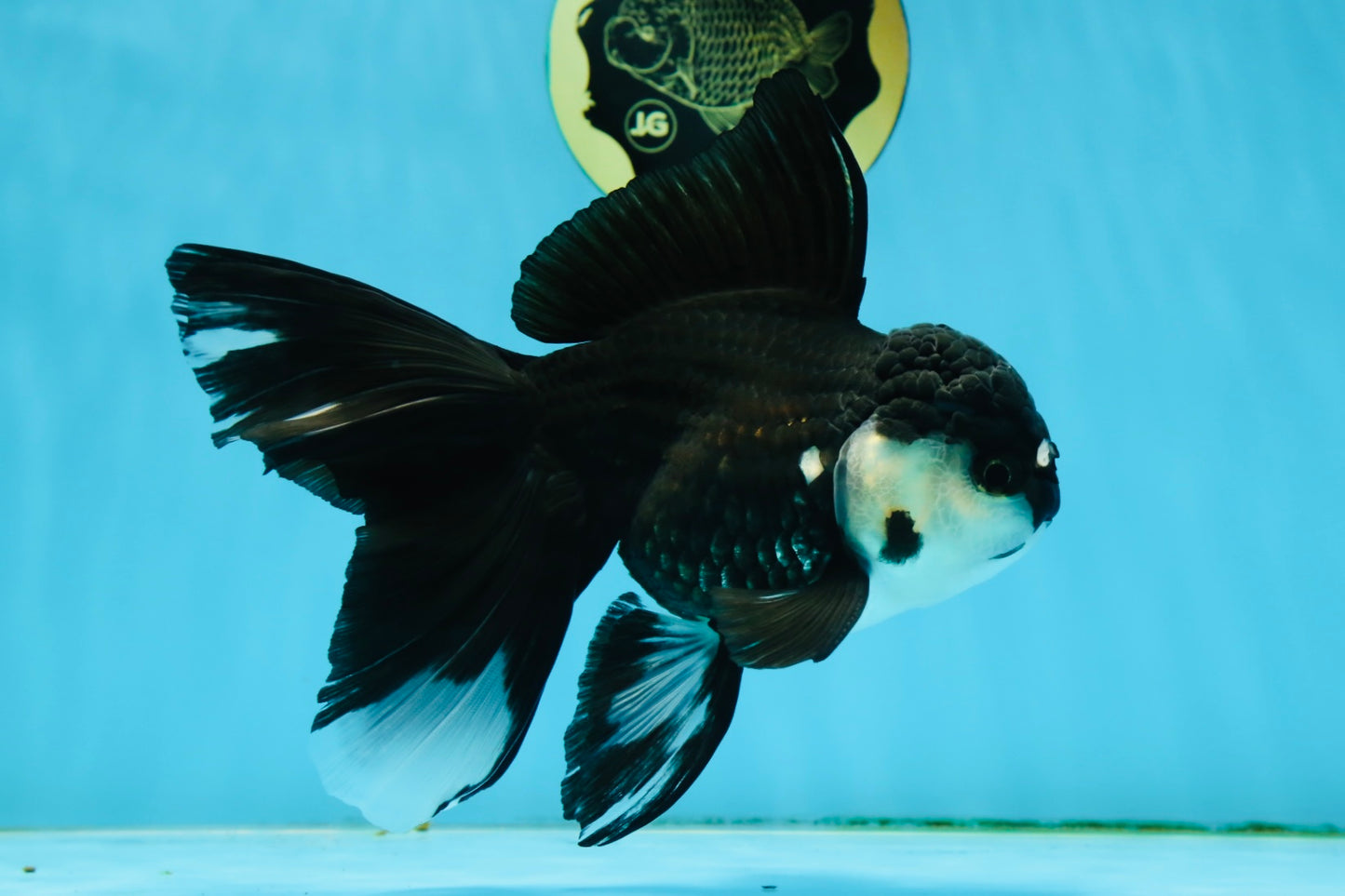 A Grade Fluffy Tail Panda Oranda Male 6 inches #011725OR_02