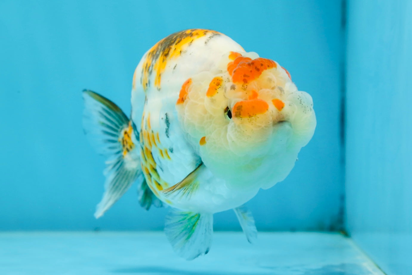 AAA Grade Tricolor LionQueen 4.5 inches #062025LC_10