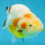 RARE Sakura Chinese Ranchu Female 5 inches #120525RC_08