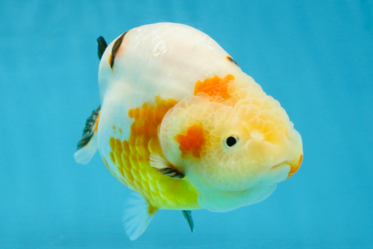 RARE Sakura Chinese Ranchu Female 5 inches #120525RC_08