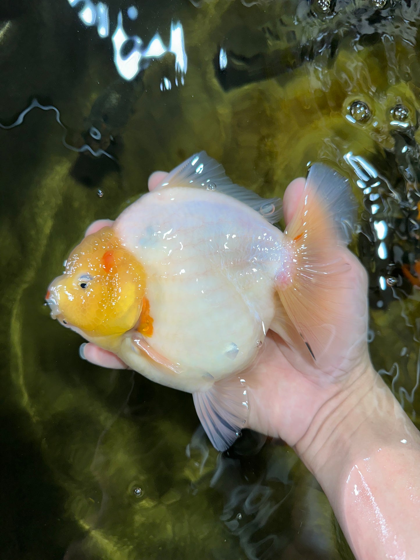 SHOW GRADE Godzilla Sakura Yuanbao Male 6 inches #050925YB_24