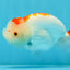 CHUBBY AAA Grade Kohaku Red White LionQueen 4.5-5 inches #032726LC_18