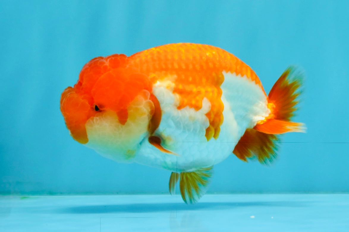 TOMATO A Grade Red White LionQueen 4-4.5 inches #032726LC_17