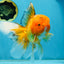 AAA Grade Orange Oranda Male 6.5 inches #062725OR_16