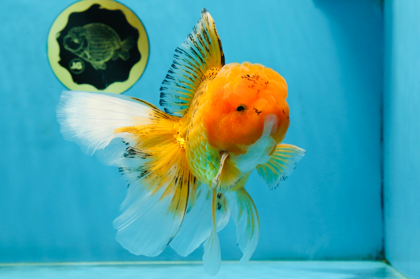 AAA Grade Orange Oranda Male 6.5 inches #062725OR_16
