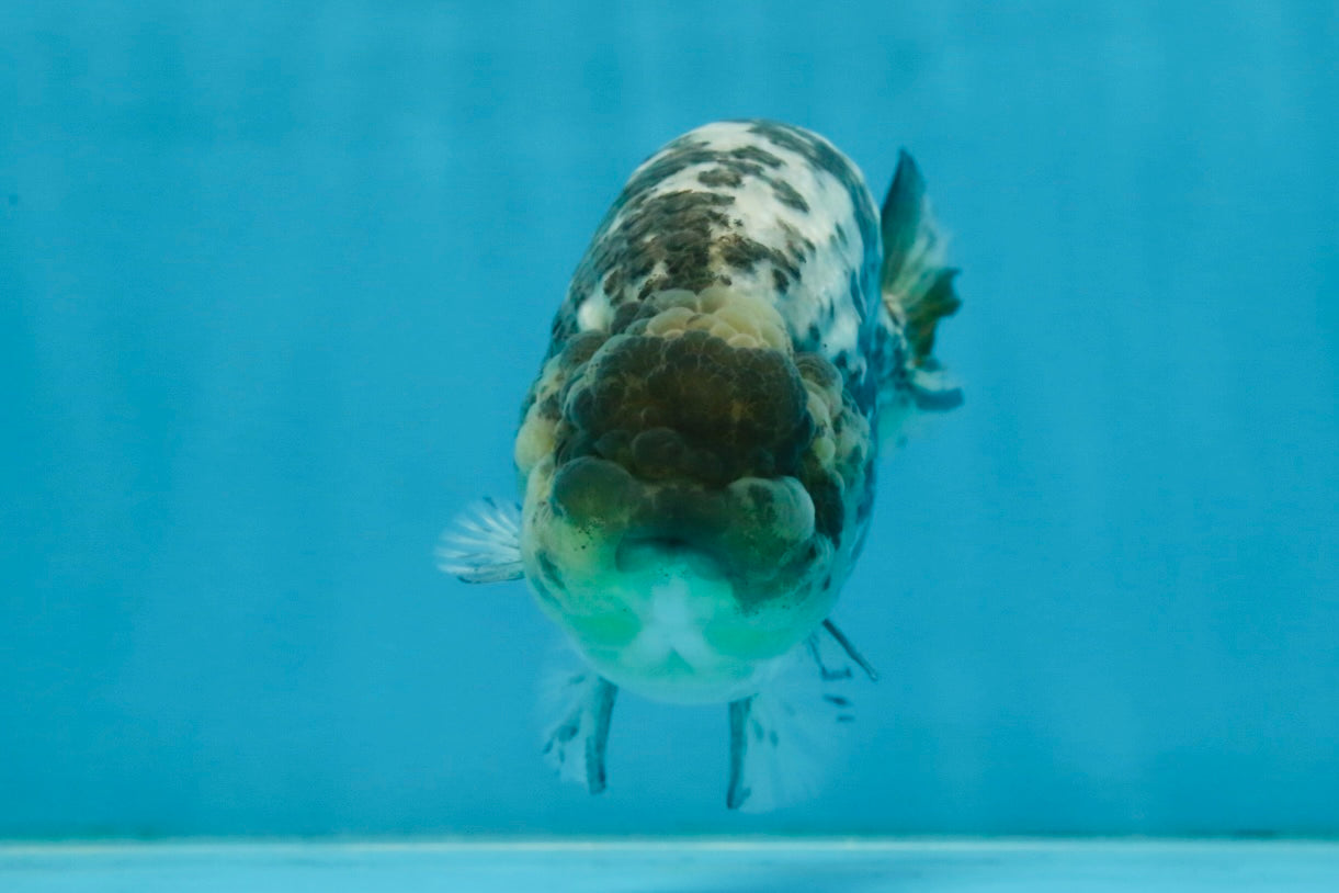 AAA Grade White Tiger LionQueen 5-5.5 inches #101025LC_17