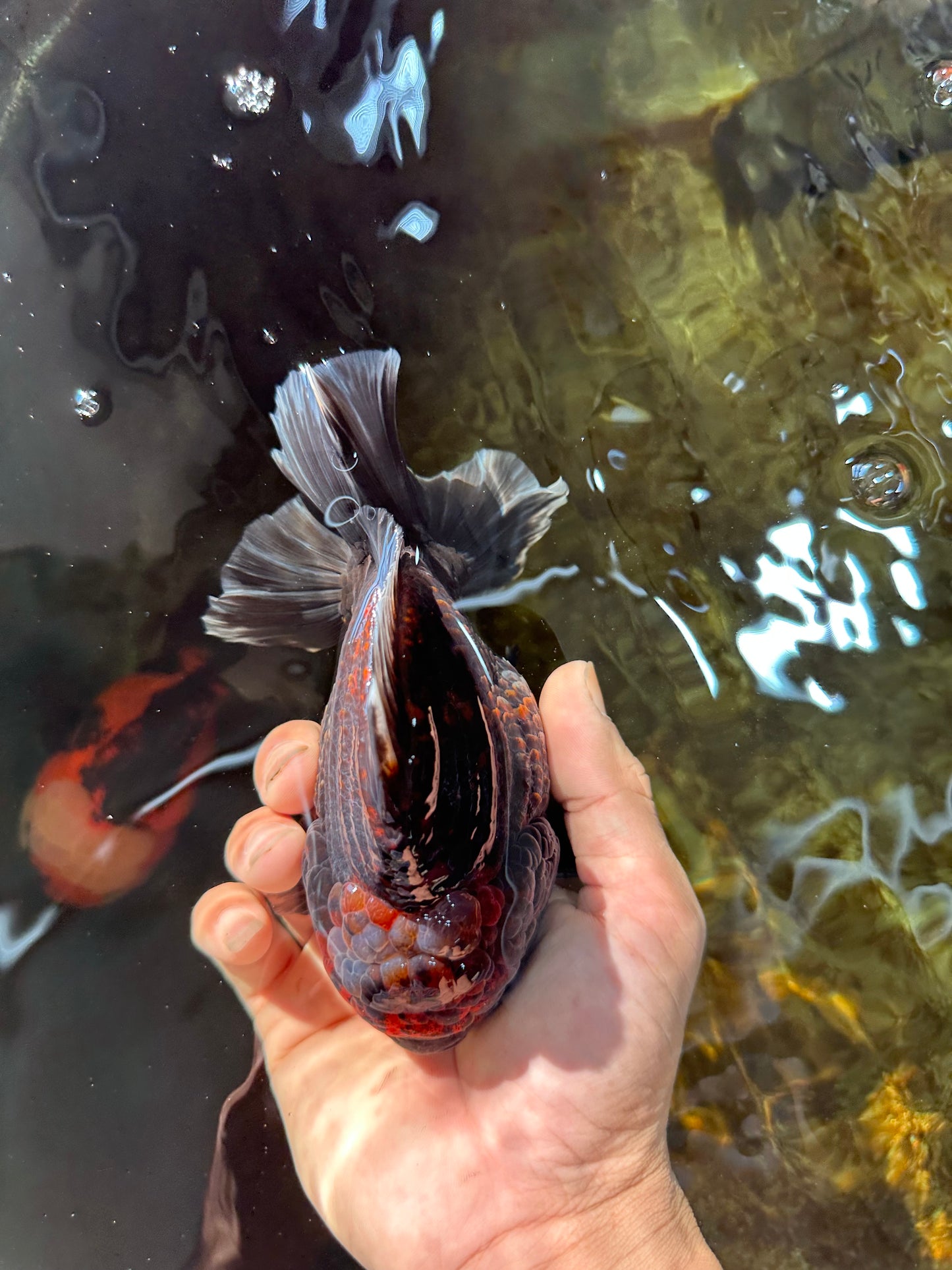 AAA Grade Godzilla Kirin Yuanbao Male 5.5 inches #082225YB_04