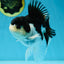 A Grade Panda Oranda Female 5-5.5 inches #051625OR_34