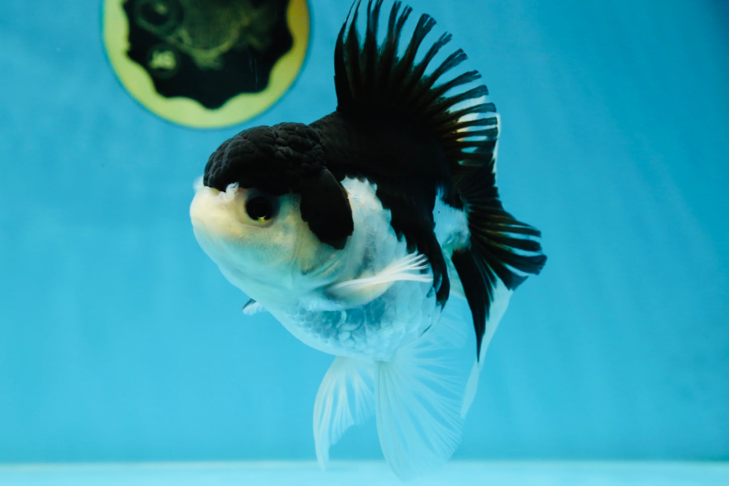 A Grade Panda Oranda Female 5-5.5 inches #051625OR_34