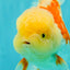 FLUFFY A Grade Red White Oranda Male 6-6.5 inches #071026OR_28