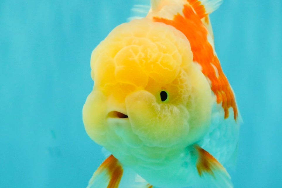 FLUFFY A Grade Red White Oranda Male 6-6.5 inches #071026OR_28