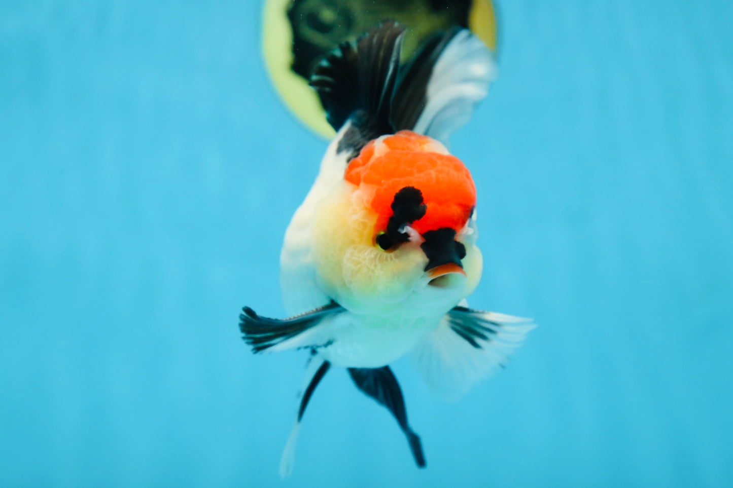 CHARLIE CHAPLIN A Grade Tricolor Oranda Male 5 inches #082225OR_15