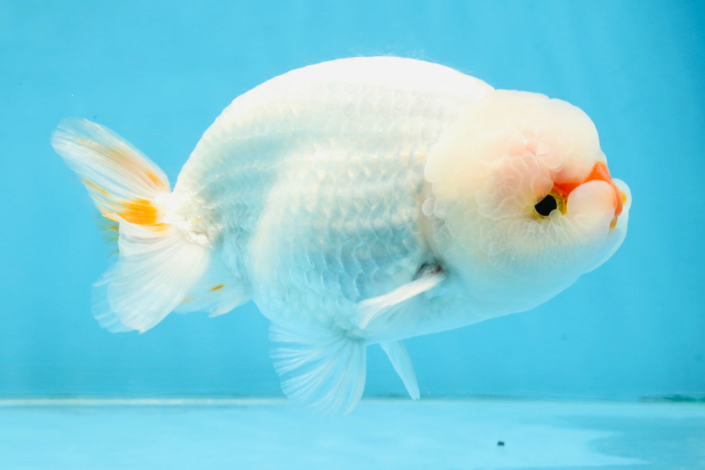 A Grade Red White LionKing 5-5.5 inches #112125LC_03