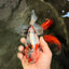A Grade Marble Calico Oranda Male 6.5 inches #061926OR_19