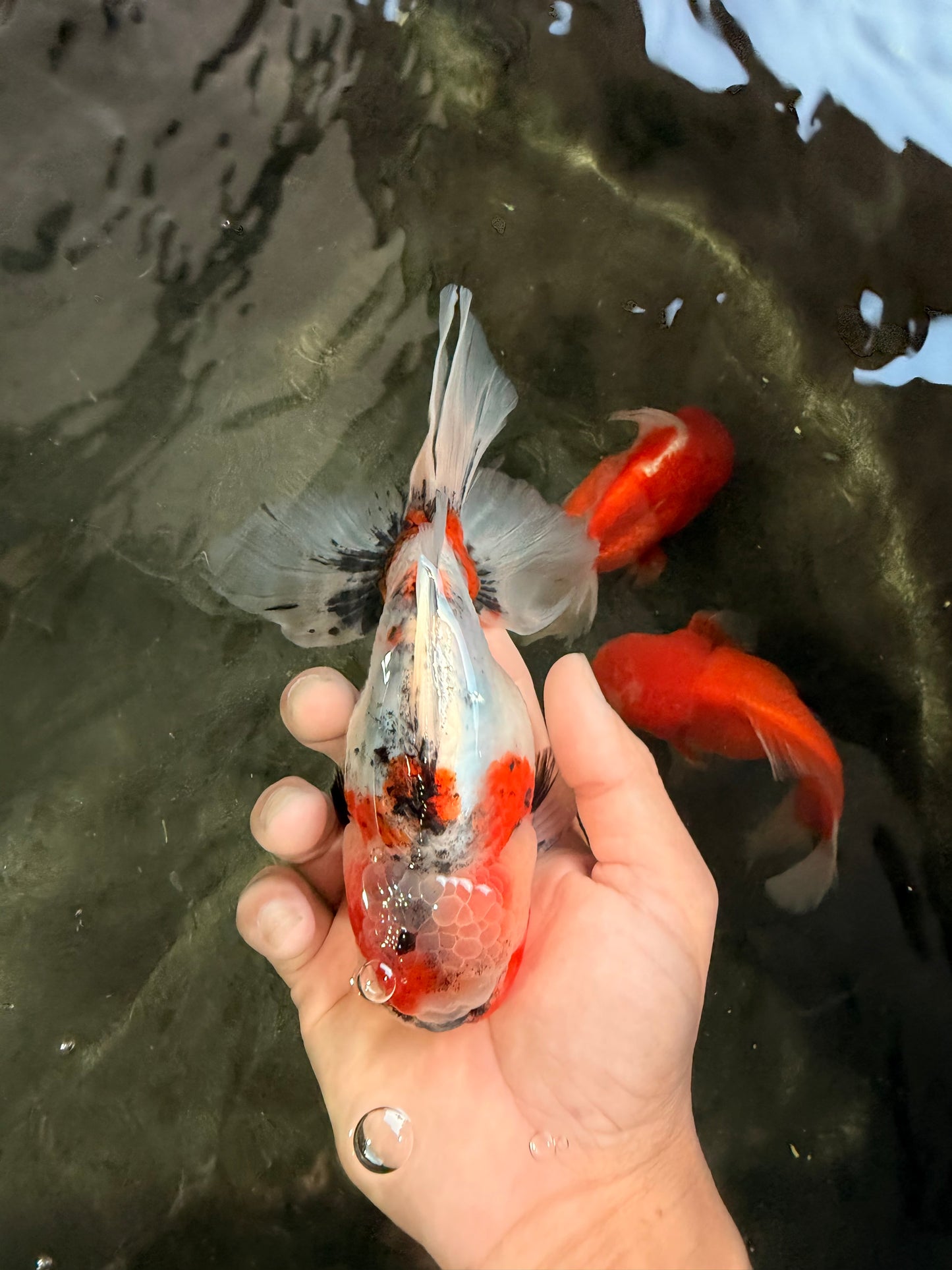 A Grade Marble Calico Oranda Male 6.5 inches #061926OR_19