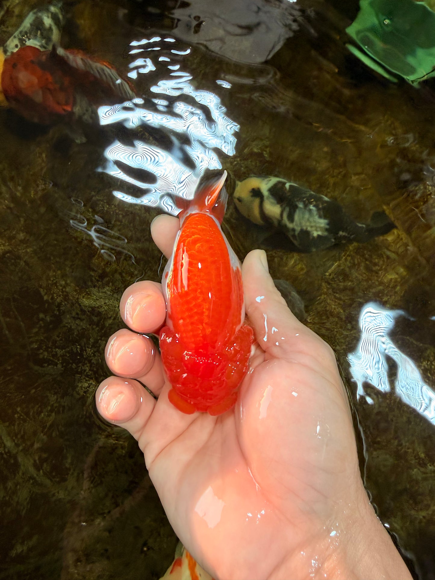 AAA Grade Red White LionQueen 4 inches #101725LC_10