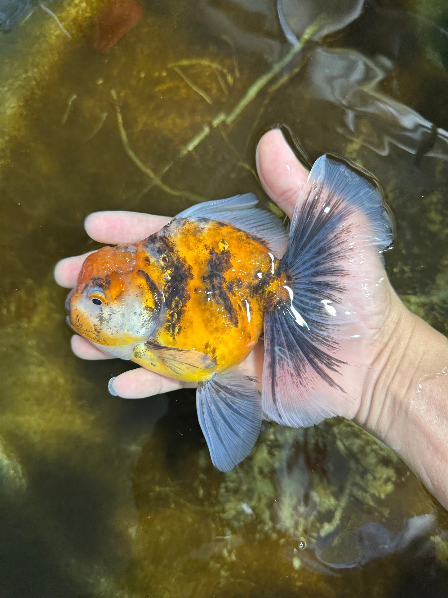 Tiger Oranda Female 6 inches #072525OR_21