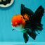 A Grade Apache (Black Red) Tricolor Oranda Male 5 inches #110824OR_10