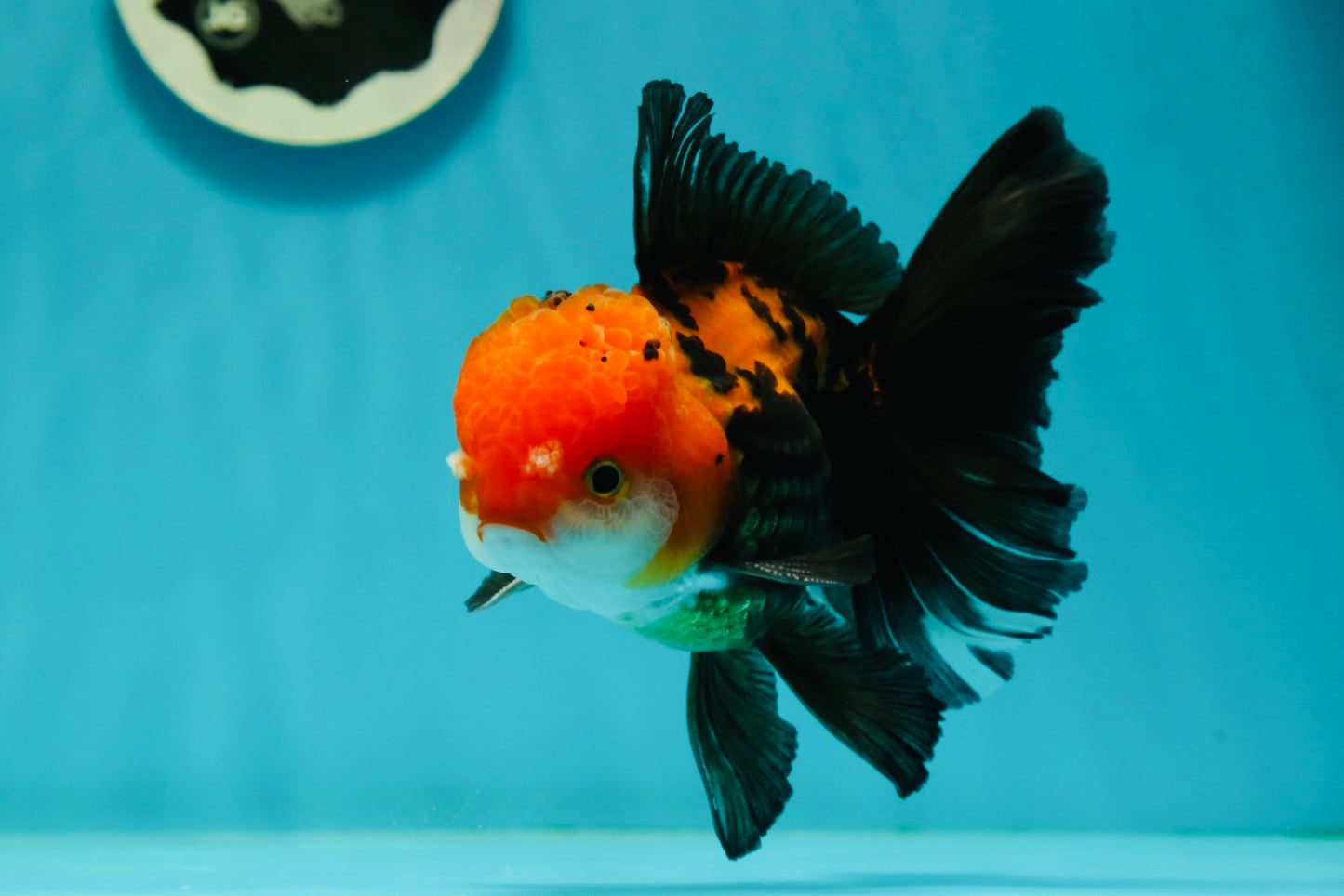 A Grade Apache (Black Red) Tricolor Oranda Male 5 inches #110824OR_10