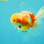 A Grade Lipstick Kohaku Red White Oranda Male 5.5 inches #102326OR_19