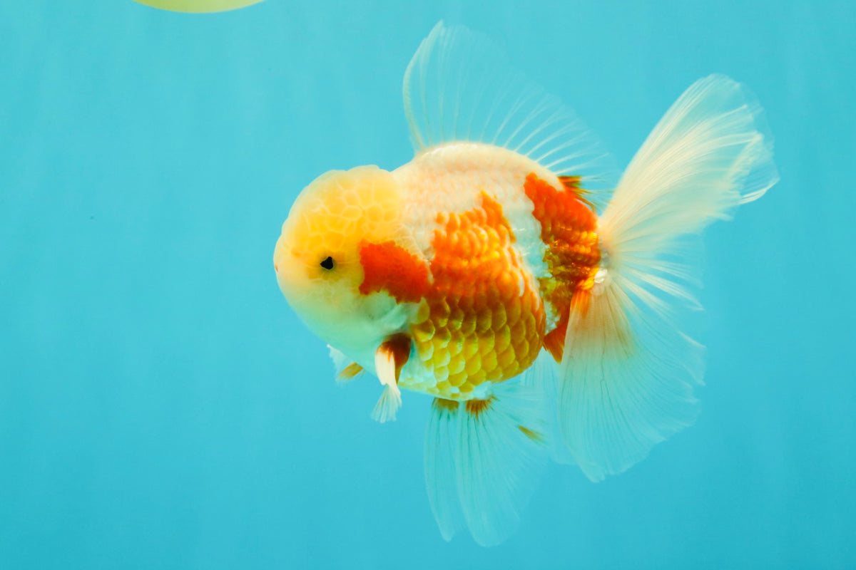 A Grade Lipstick Kohaku Red White Oranda Male 5.5 inches #102326OR_19