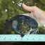 UNIQUE Black Blue Ranchu Male 5.5 inches #100226RC_24