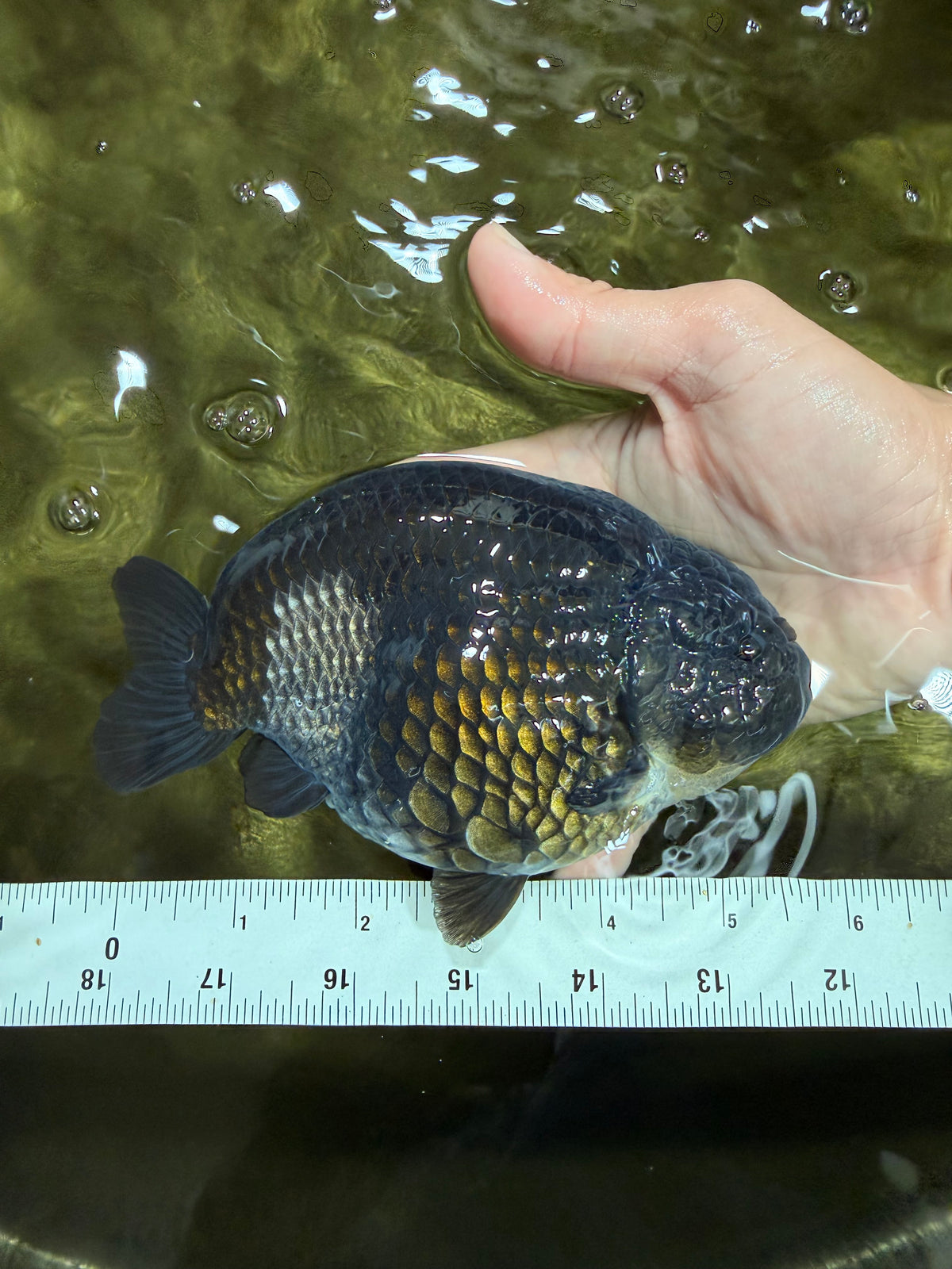 UNIQUE Black Blue Ranchu Male 5.5 inches #100226RC_24