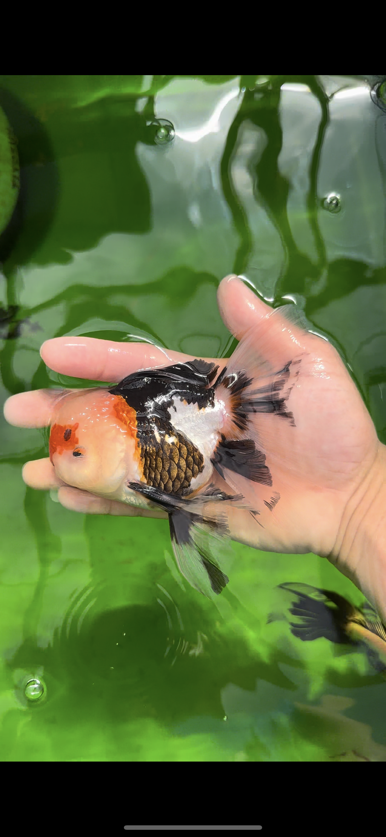 AAA Grade Tricolor Oranda Male 4.5-5 inches #0510OR_08