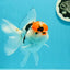 A Grade Tricolor Red Head Snow White Oranda Female 5.5 inches #0531OR_17